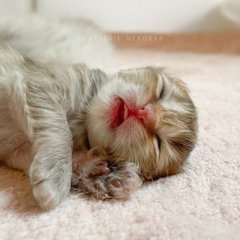 chaton British Longhair black golden shaded Luna Chatterie Nekobaa