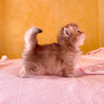 chaton British Longhair black golden shaded Luna Chatterie Nekobaa