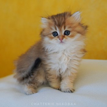 chaton British Longhair black golden shaded Luna Chatterie Nekobaa