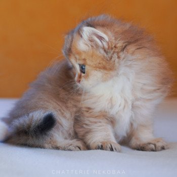 chaton British Longhair black golden shaded Luna Chatterie Nekobaa