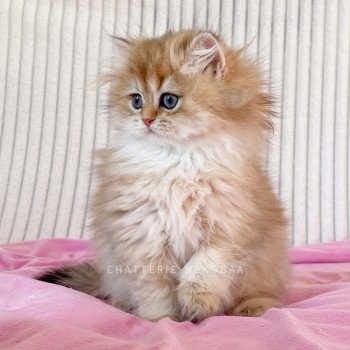 chaton British Longhair black golden shaded Luna Chatterie Nekobaa