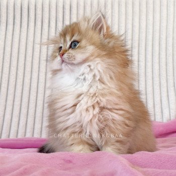 chaton British Longhair black golden shaded Luna Chatterie Nekobaa