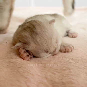 chaton British Longhair silver shaded Lynne Chatterie Nekobaa