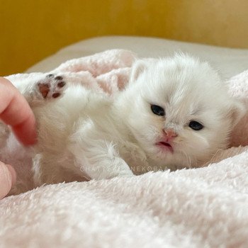 chaton British Longhair silver shaded Lynne Chatterie Nekobaa