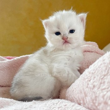 chaton British Longhair silver shaded Lynne Chatterie Nekobaa