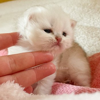 chaton British Longhair silver shaded Lynne Chatterie Nekobaa