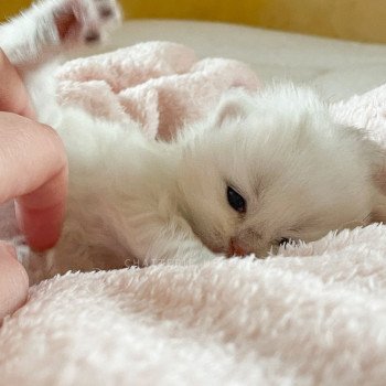 chaton British Longhair silver shaded Lynne Chatterie Nekobaa