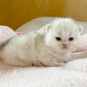 chaton British Longhair silver shaded Lynne Chatterie Nekobaa