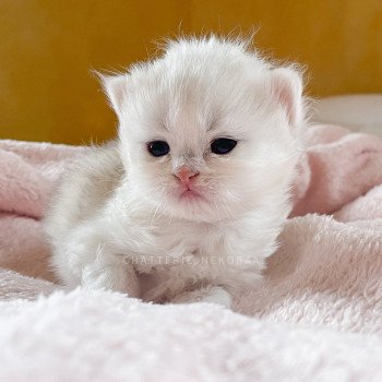 chaton British Longhair silver shaded Lynne Chatterie Nekobaa