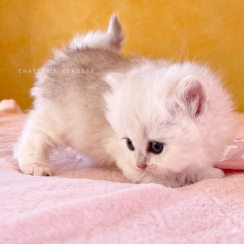 chaton British Longhair silver shaded Lynne Chatterie Nekobaa