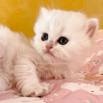 chaton British Longhair silver shaded Lynne Chatterie Nekobaa