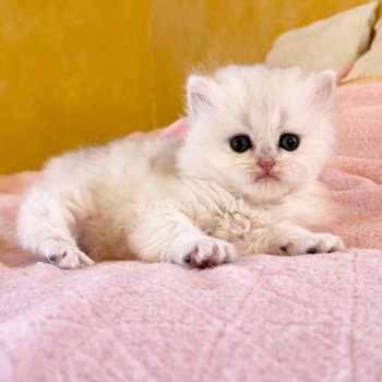 chaton British Longhair silver shaded Lynne Chatterie Nekobaa