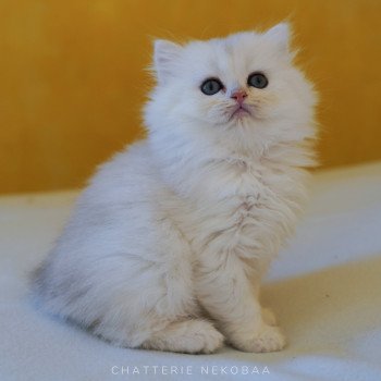 chaton British Longhair silver shaded Lynne Chatterie Nekobaa