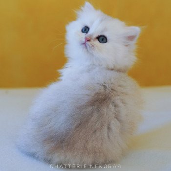 chaton British Longhair silver shaded Lynne Chatterie Nekobaa