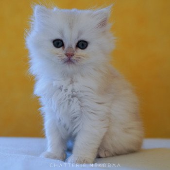 chaton British Longhair silver shaded Lynne Chatterie Nekobaa