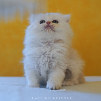 chaton British Longhair silver shaded Lynne Chatterie Nekobaa