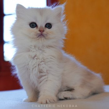 chaton British Longhair silver shaded Lynne Chatterie Nekobaa