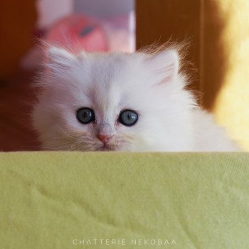 chaton British Longhair silver shaded Lynne Chatterie Nekobaa