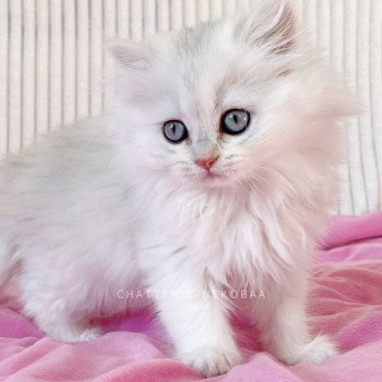 chaton British Longhair black golden shaded Umeko Lynne Chatterie Nekobaa