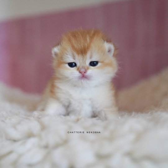 Noguchi Mâle British Shorthair