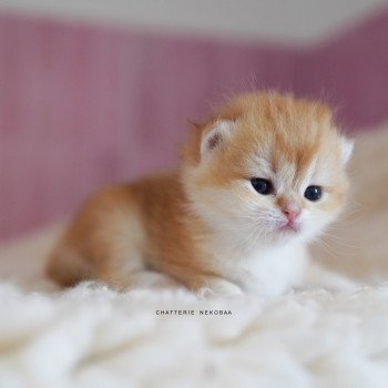 chaton British Shorthair black golden shell Noguchi Chatterie Nekobaa