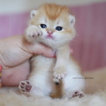 chaton British Shorthair black golden shell Noguchi Chatterie Nekobaa