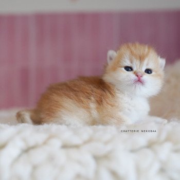 chaton British Shorthair black golden shell Noguchi Chatterie Nekobaa