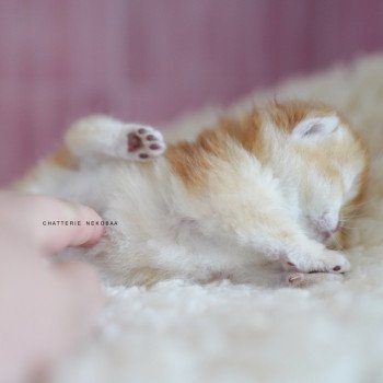 chaton British Shorthair black golden shell Noguchi Chatterie Nekobaa