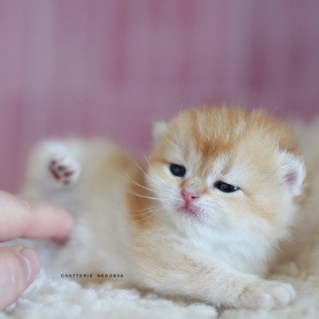 chaton British Shorthair black golden shell Noguchi Chatterie Nekobaa