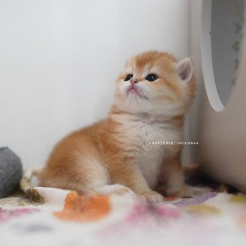 chaton British Shorthair black golden shell Noguchi Chatterie Nekobaa