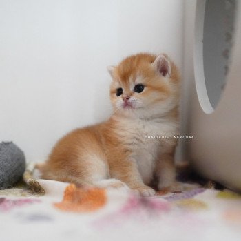 chaton British Shorthair black golden shell Noguchi Chatterie Nekobaa