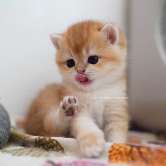 Noguchi Mâle British Shorthair
