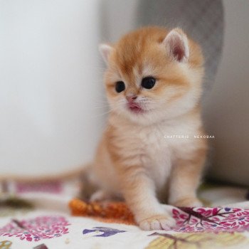 chaton British Shorthair black golden shell Noguchi Chatterie Nekobaa