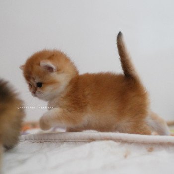chaton British Shorthair black golden shell Noguchi Chatterie Nekobaa
