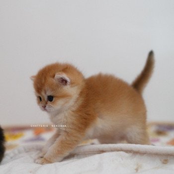 chaton British Shorthair black golden shell Noguchi Chatterie Nekobaa