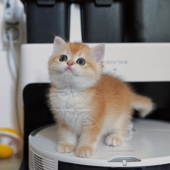 chaton British Shorthair black golden shell Noguchi Chatterie Nekobaa chaton British Shorthair black golden shell Noguchi Chatterie Nekobaa