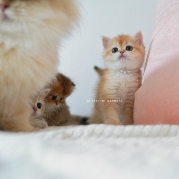 chaton British Shorthair black golden shell Noguchi Chatterie Nekobaa chaton British Shorthair black golden shell Noguchi Chatterie Nekobaa