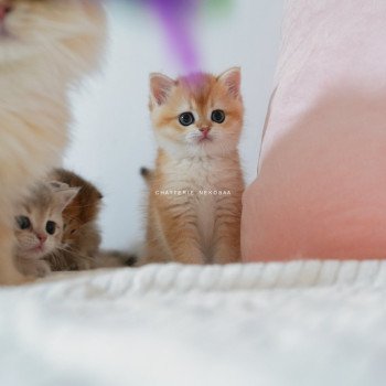 chaton British Shorthair black golden shell Noguchi Chatterie Nekobaa chaton British Shorthair black golden shell Noguchi Chatterie Nekobaa
