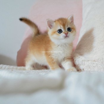 chaton British Shorthair black golden shell Noguchi Chatterie Nekobaa chaton British Shorthair black golden shell Noguchi Chatterie Nekobaa