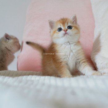 chaton British Shorthair black golden shell Noguchi Chatterie Nekobaa chaton British Shorthair black golden shell Noguchi Chatterie Nekobaa