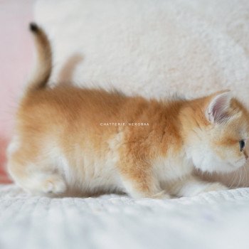 chaton British Shorthair black golden shell Noguchi Chatterie Nekobaa chaton British Shorthair black golden shell Noguchi Chatterie Nekobaa