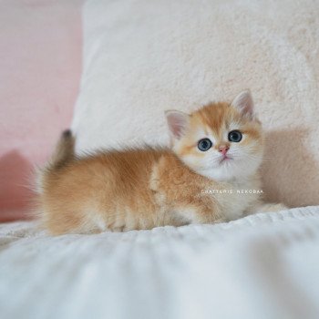 chaton British Shorthair black golden shell Noguchi Chatterie Nekobaa chaton British Shorthair black golden shell Noguchi Chatterie Nekobaa