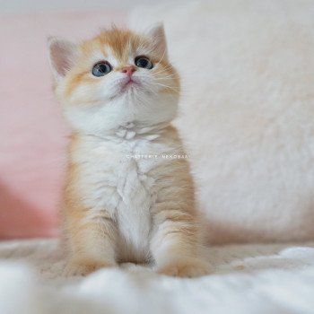 chaton British Shorthair black golden shell Noguchi Chatterie Nekobaa chaton British Shorthair black golden shell Noguchi Chatterie Nekobaa