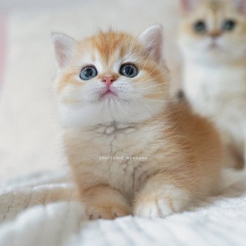 chaton British Shorthair black golden shell Noguchi Chatterie Nekobaa chaton British Shorthair black golden shell Noguchi Chatterie Nekobaa