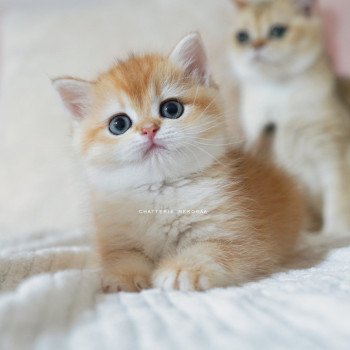 chaton British Shorthair black golden shell Noguchi Chatterie Nekobaa chaton British Shorthair black golden shell Noguchi Chatterie Nekobaa