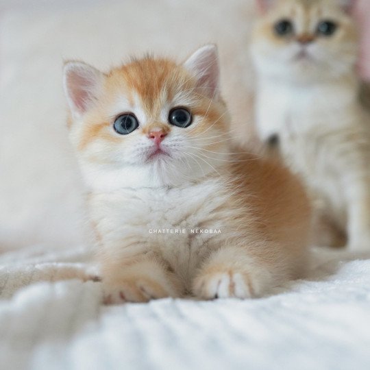 Noguchi Mâle British Shorthair