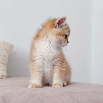 chaton British Shorthair black golden shell Noguchi Chatterie Nekobaa chaton British Shorthair black golden shell Noguchi Chatterie Nekobaa
