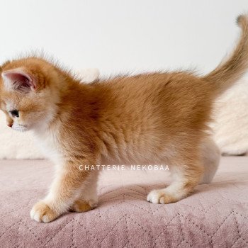 chaton British Shorthair black golden shell Noguchi Chatterie Nekobaa chaton British Shorthair black golden shell Noguchi Chatterie Nekobaa