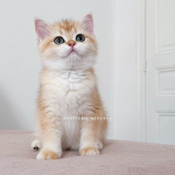 chaton British Shorthair black golden shell Noguchi Chatterie Nekobaa chaton British Shorthair black golden shell Noguchi Chatterie Nekobaa