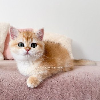chaton British Shorthair black golden shell Noguchi Chatterie Nekobaa chaton British Shorthair black golden shell Noguchi Chatterie Nekobaa